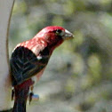 Purple Finch