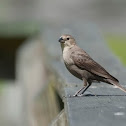Brown-headed Cowbird (female)