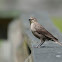 Brown-headed Cowbird (female)
