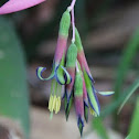 Queen's Tears Bromeliad