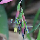 Queen's Tears Bromeliad