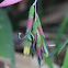 Queen's Tears Bromeliad