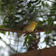Cape May Warbler