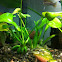 Banana Plant, Banana Lilly
