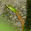 Emerald tree skink