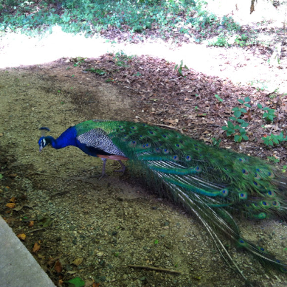 Spotting Image 1