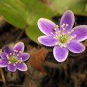 Blunt-lobed Hepatica