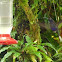 Violet-sabrewing
