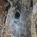 Crevice Weaver Spider Web