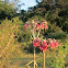 Chandelier plant