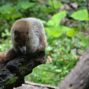 Pizote o coatí