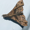 Faint spotted palthis