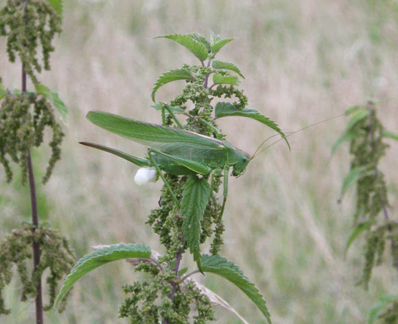 Spotting Image 1
