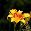 Day Lily