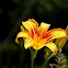 Day Lily