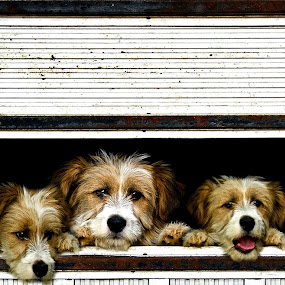 `we want out ...` by Boricic Goran - Animals - Dogs Portraits