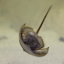 Horseshoe crab