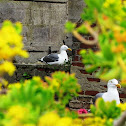 California Gull