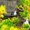California Gull