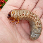 Dynastid beetle