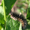Salt Marsh Moth