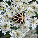 Jersey tiger moth
