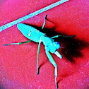Praying Mantis