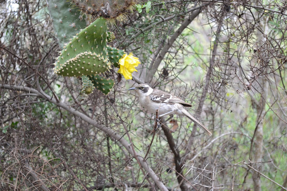 Spotting Image 1