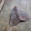Red-lined Panopoda Moth