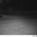 North American Raccoon