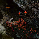 Hongo rojo