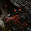 Hongo rojo