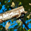Yellow-tufted Woodpecker