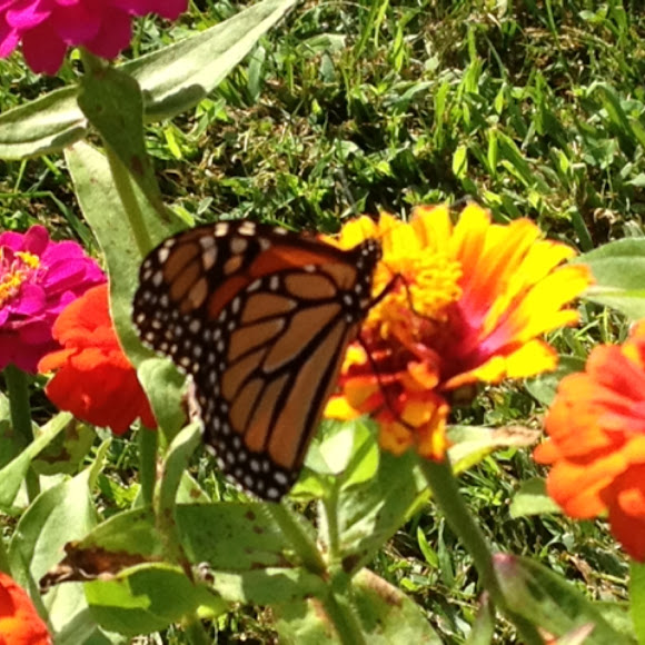 Spotting Image 1