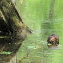 Muskrat