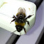 Bumblebee