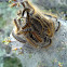 Tent caterpillar