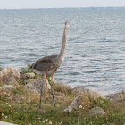 Great Blue Heron