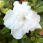 Autumn Angel Encore Azalea