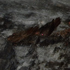 Guacharo - Oilbird