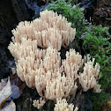 Coral mushroom