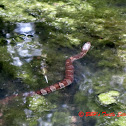 Northern Water Snake