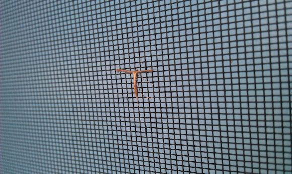 Spotting Image 1