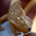 Flap-necked chameleon