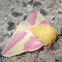 Rosy Maple Moth
