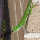 Carolina anole