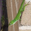 Carolina anole