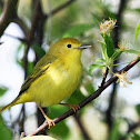 Yellow Warbler (female)