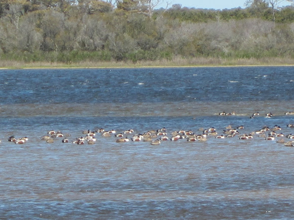 Spotting Image 1