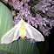 Banded Tussock Moth OR Sycamore Tussock Moth
